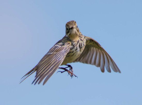 Blawhorn Moss National Nature Reserve