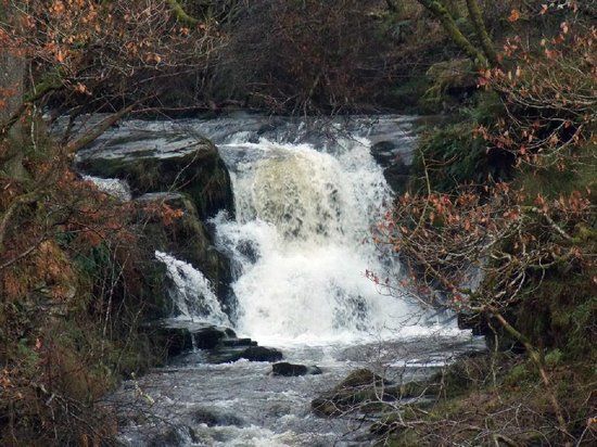 Black Spout Wood