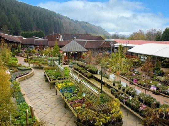 Cardwell Garden Centre Cafe