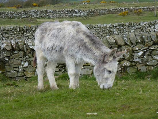 Monreith Animal World