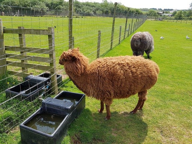 Heads Of Ayr Farm Park