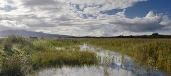 WWT Caerlaverock