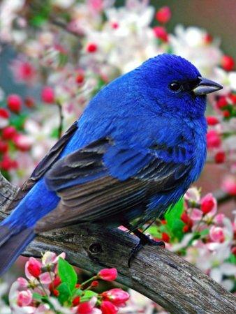 Alex Chinese Takeaway