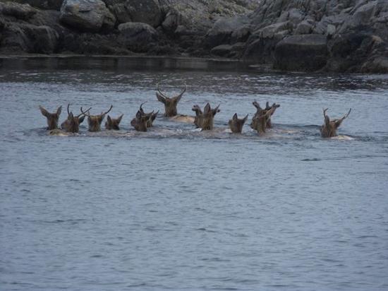 Islay Sea Adventures