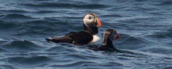 Puffins and Whales