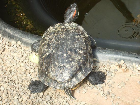 Willows Animal Sanctuary