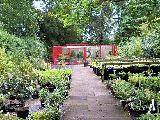 The National Bonsai Collection Of Scotland