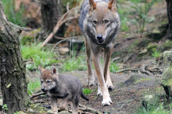 Highland Wildlife Park
