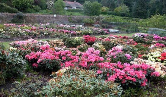 Glendoick Gardens