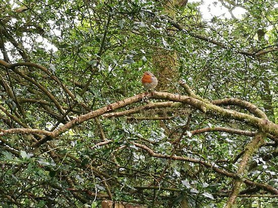 Doon Hill and Fairy Knowe