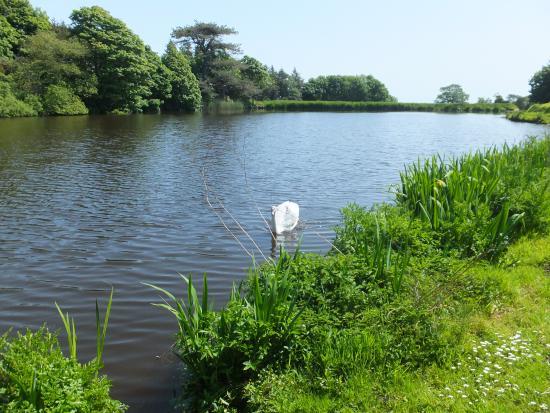Ardwell Gardens