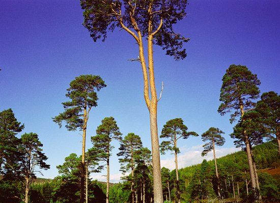 Glen Tanar National Nature Reserve